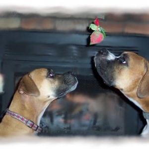 Kisses under the mistletoe