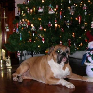 under my tree