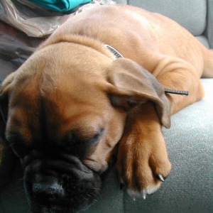 Puppy Sleep