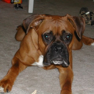 A Little Drool