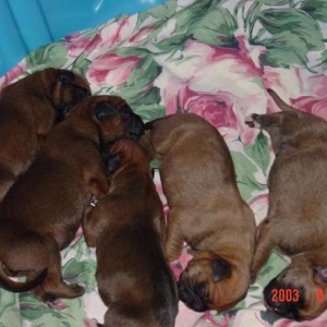 Sassy's first litter