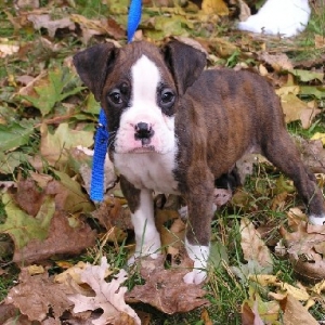 Baby Baron