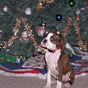 Christmas Pup