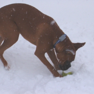 Oskar meets the snow