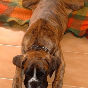 Our new boxer carpet :)