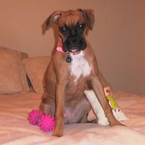 Sit - Good girl!