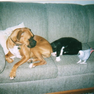 Dog Cat & a Parrot