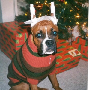 All I want for X-mas is for my ears to stand up...