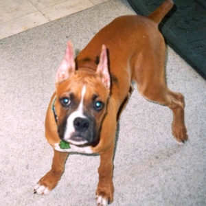 What ys think of my new ears?