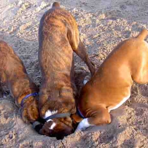 Louie_Taz_and_Alfie_on_the_beach2