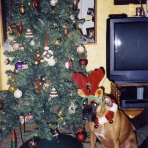layla_deer_by_tree_med_size
