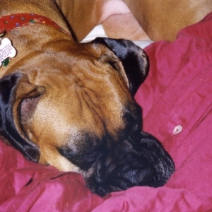 Layla snoozin'