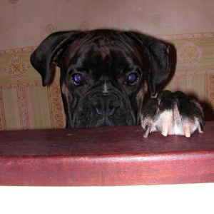 Rufus at 1 year old.