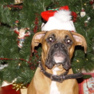 Merry Christmas!!!!
