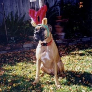 Reindeer Layla