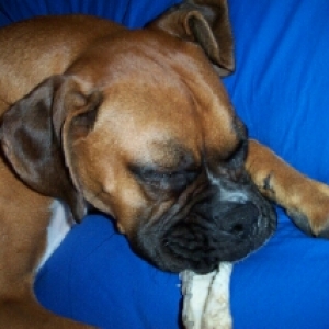 sleeping beauty