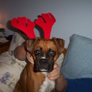 xmas 2003