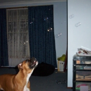 bubbles