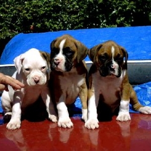 3 Musketeers
