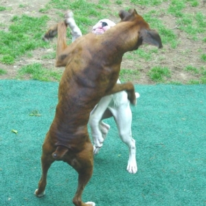 Shall we dance? II