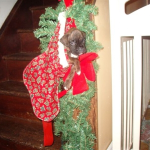 Santa Said To Wait Here!