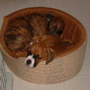 Puppies Sleeping