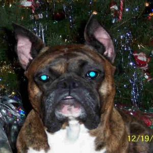 Biff Dec