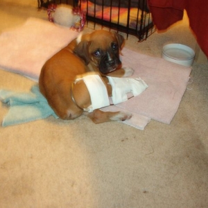 Poor Samson