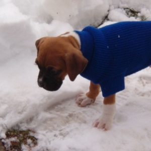 Samsons first look at snow