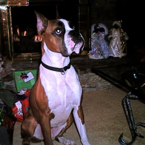 Bing at 11 months.