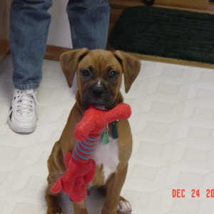 Buddy and Toy