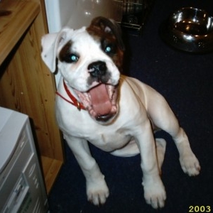 new_dogs_012