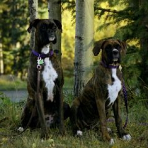 Nestle and Aero