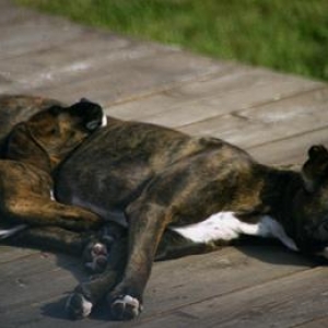 sleeping in the sun 2