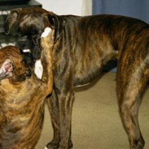play fighting