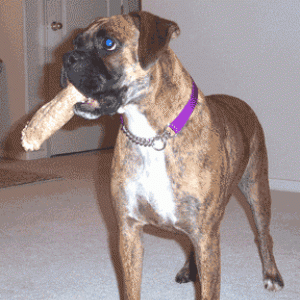 Micro Boxer