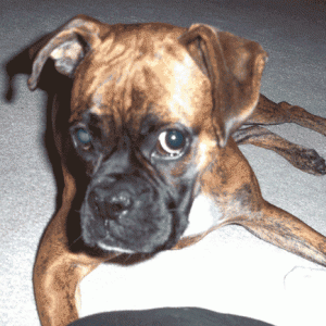 THE DOG  (boxer)