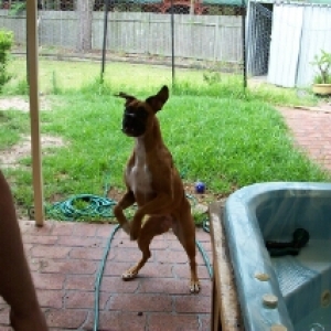 boxer - roo