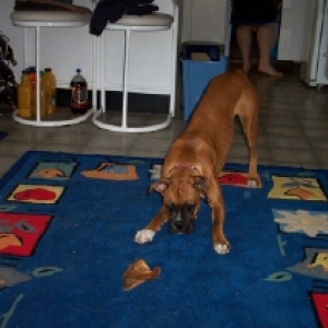 dec_2003_pigs_ear