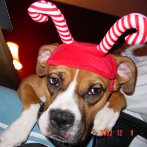 Emma the Candy Cane