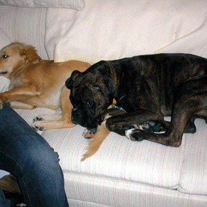 Cuddles