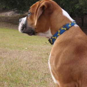 My chest is growing !!