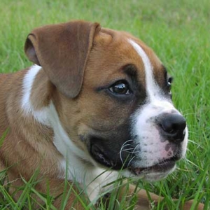 Where's my other ear?