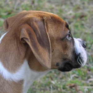 Side profile @ 11 weeks