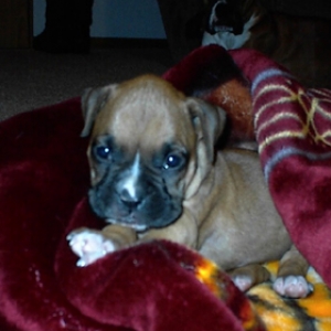 Roxy Balboa 6wks