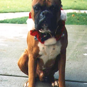 Do you like my Christmas bells?
