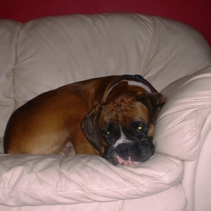 Brando pic 1