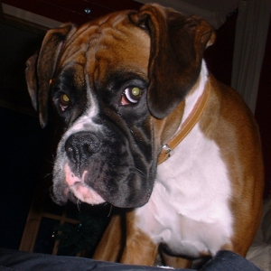 Brando pic 2