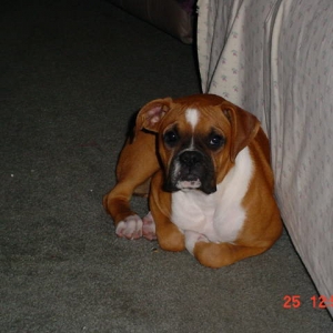 Dixie