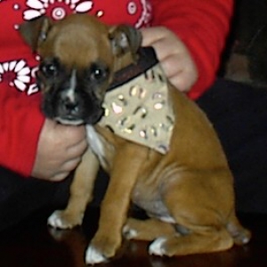 roxy loves her bandana